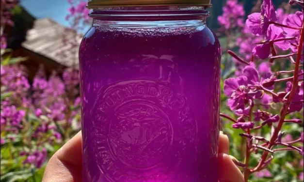 Fireweed Syrup: A Unique and Tasty Treat